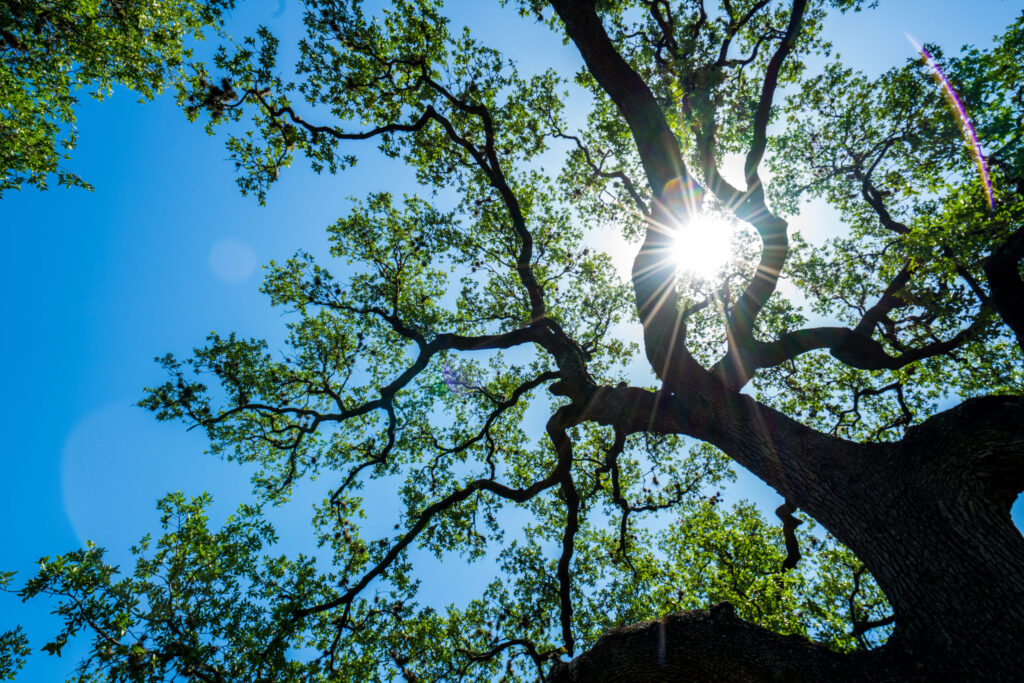 Live Oak in Austin Texas demonstrating resiliency and determination